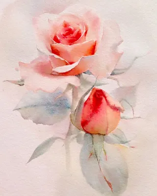 Фотография розы акварель на белом фоне