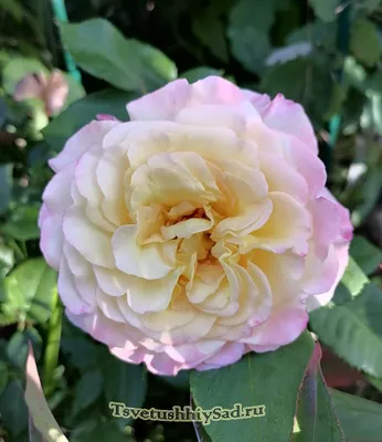 Роза акварель - фото с ручной обработкой