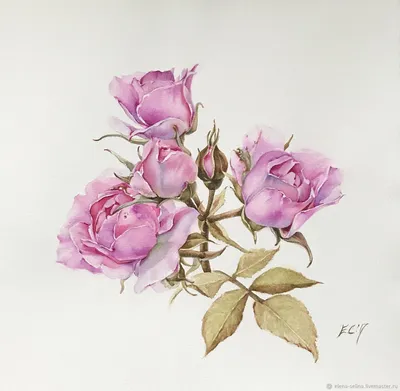 Изображение розы акварель в сепия-стиле