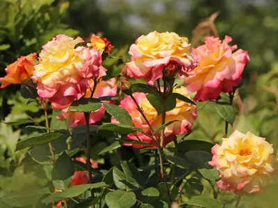 Картинка розы акварель для использования в фоторамке