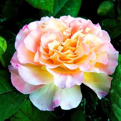 Роза акварель - уникальное фото в формате jpg