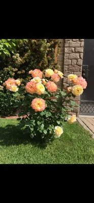 Изображение розы с акварельной текстурой