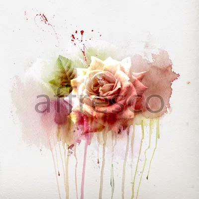 Фотография розы акварель в формате png