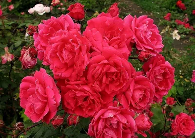 Изображение розы александр маккензи с эффектом HDR