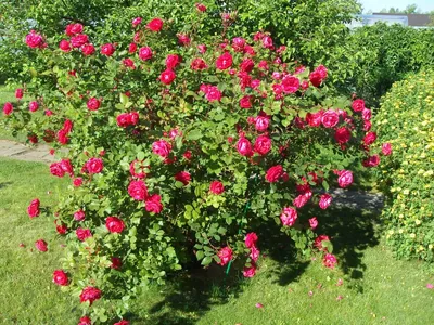 Фотка розы александр маккензи для использования в социальных сетях