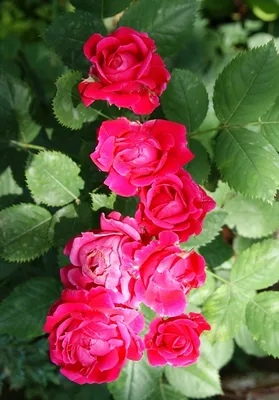 Фото розы александр маккензи в формате jpg для веб-страниц