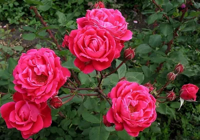 Изображение розы александр маккензи с пастельным фильтром