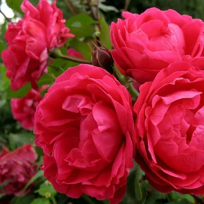 Фотография розы александр маккензи в высоком разрешении для увеличения