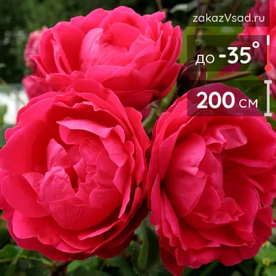 Роза александр маккензи в формате png с прозрачным фоном