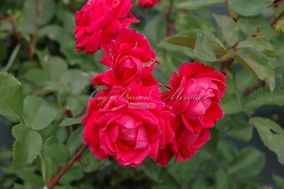 Красивое изображение розы александр маккензи для декорирования