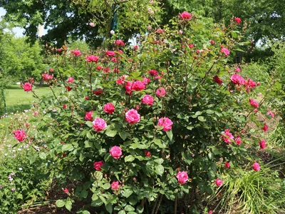 Фото розы александр маккензи на фоне природы