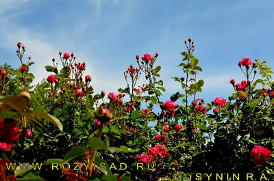 Фотография розы александр маккензи с яркими цветами
