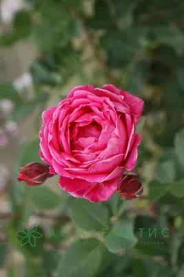 Роза александр маккензи в формате jpg для использования в графических редакторах