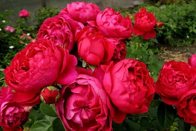 Изображение розы александр маккензи с мягкими оттенками