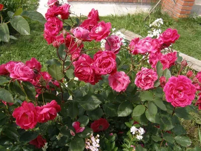 Фотка розы александр маккензи в формате png для создания коллажей