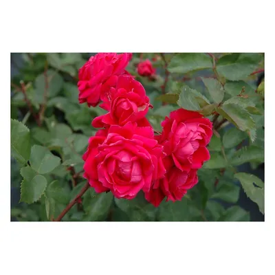 Роза александр маккензи с насыщенными красками