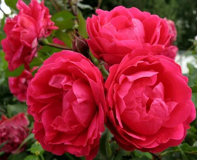 Роза александр маккензи в формате webp
