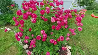 Фото розы александр маккензи с эффектом винтажа