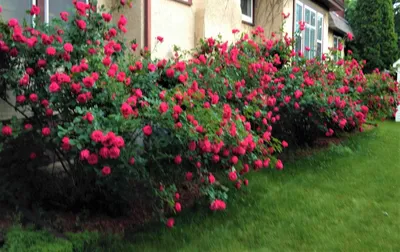 Изображение розы александр маккензи для использования в блоге