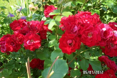 Фотография розы александр маккензи с детализированными лепестками