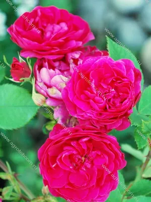 Роза александр маккензи в формате jpg, идеальная для печати на открытках