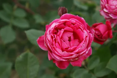 Роза александр маккензи на черном фоне для эффектного контраста