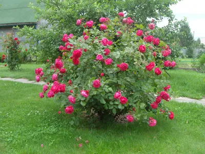 Фото розы александр маккензи в высоком разрешении