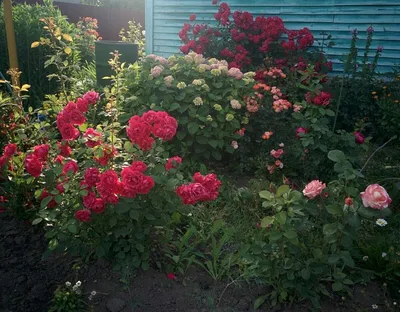 Фото розы александр маккензи с нежным освещением