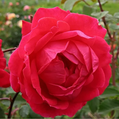 Макросъемка розы александр маккензи, позволяющая рассмотреть каждую деталь