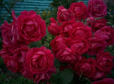 Роза александр маккензи с прямым ракурсом для симметричных композиций