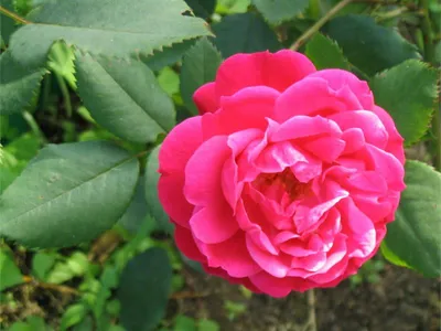 Изображение розы александр маккензи со вспышкой для яркого эффекта