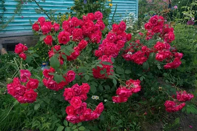 Фотография розы александр маккензи в формате png для использования на сайтах.