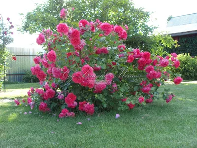 Картинка розы александр маккензи для скачивания