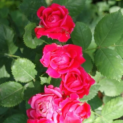 Фотография розы александр маккензи для использования в дизайне