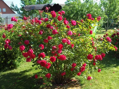 Фото розы александр маккензи, доступное для бесплатной загрузки