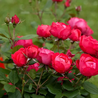 Роза александр маккензи в высоком качестве