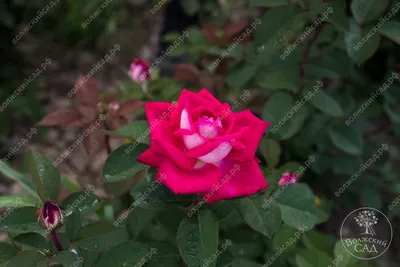 Прекрасные фотографии розы альянс, чтобы вдохновляться каждый день