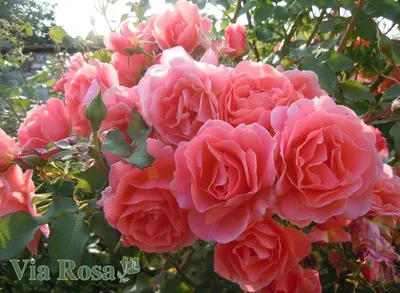Роза алибаба - оригинальное фото