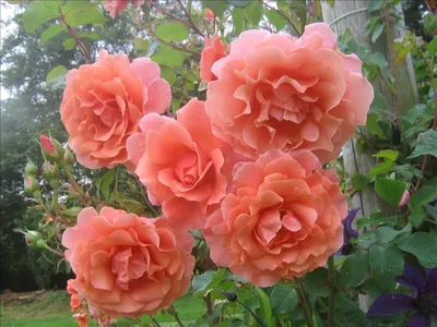 Впечатляющая роза алибаба - выберите размер и формат загрузки