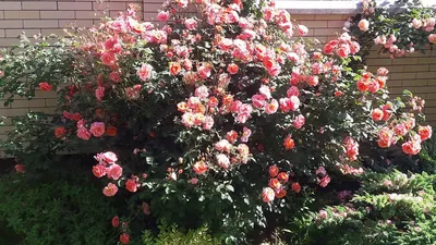 Фотография розы алибаба - выберите формат скачивания