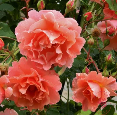 Удивительное изображение розы алибаба - доступные форматы скачивания