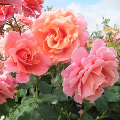 Прекрасная роза алибаба - различные варианты форматов и размеров