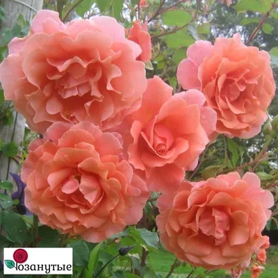 Роза алибаба в качественном изображении - jpg, png, webp