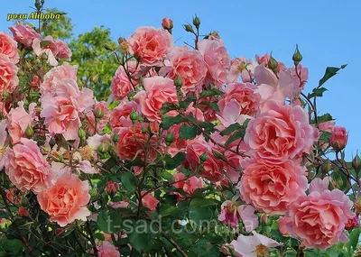 Фотография розы алибаба - выберите подходящий формат скачивания