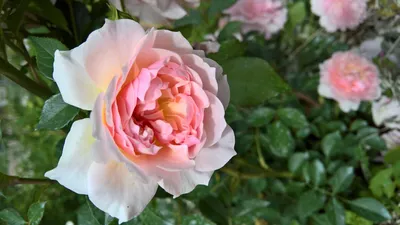 Уникальная роза алибаба - разные размеры и форматы для загрузки