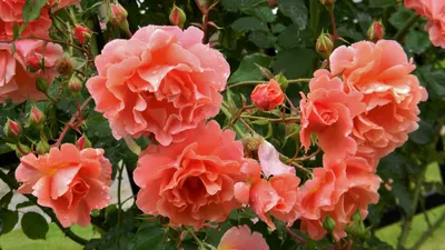 Изображение розы алибаба в высоком качестве - jpg, png, webp