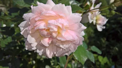 Фото розы алибаба в разных форматах - jpg, png, webp