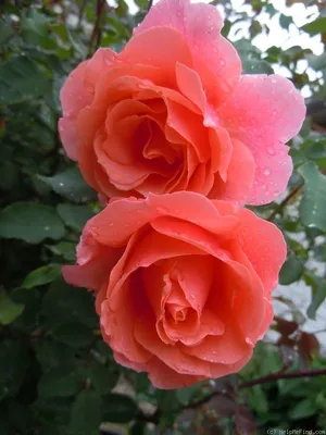 Загадочная роза алибаба - разные варианты размеров для скачивания
