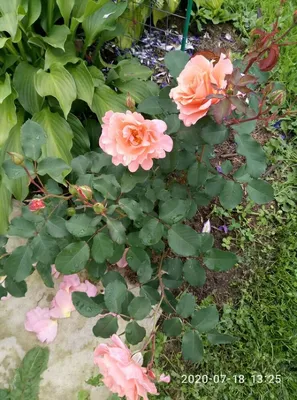 Фото розы алибаба - доступны разные варианты скачивания