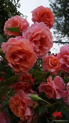 Завораживающее изображение розы алибаба - доступны различные размеры